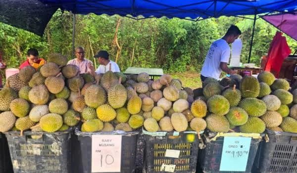 Masa Depan Industri Durian Malaysia